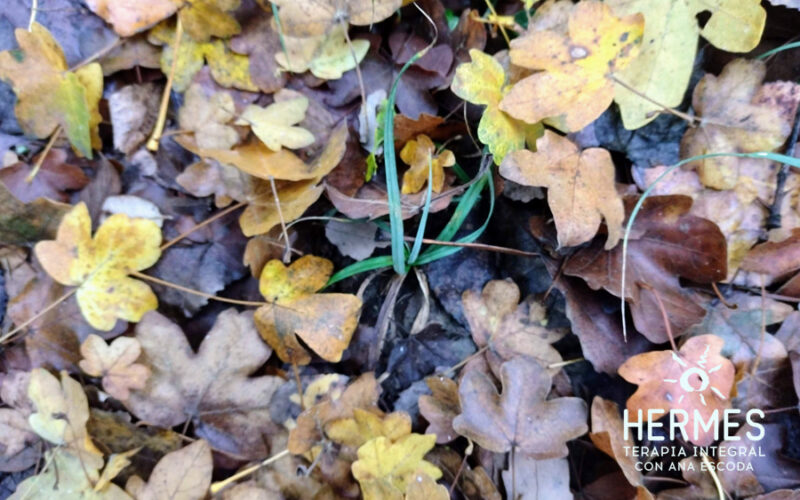 foto-psicoterapia-grupal